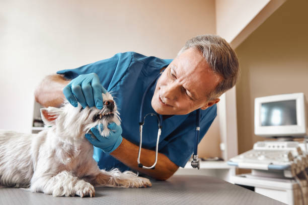 Best After-Hours Emergency Dentist in Fort Polk South, LA